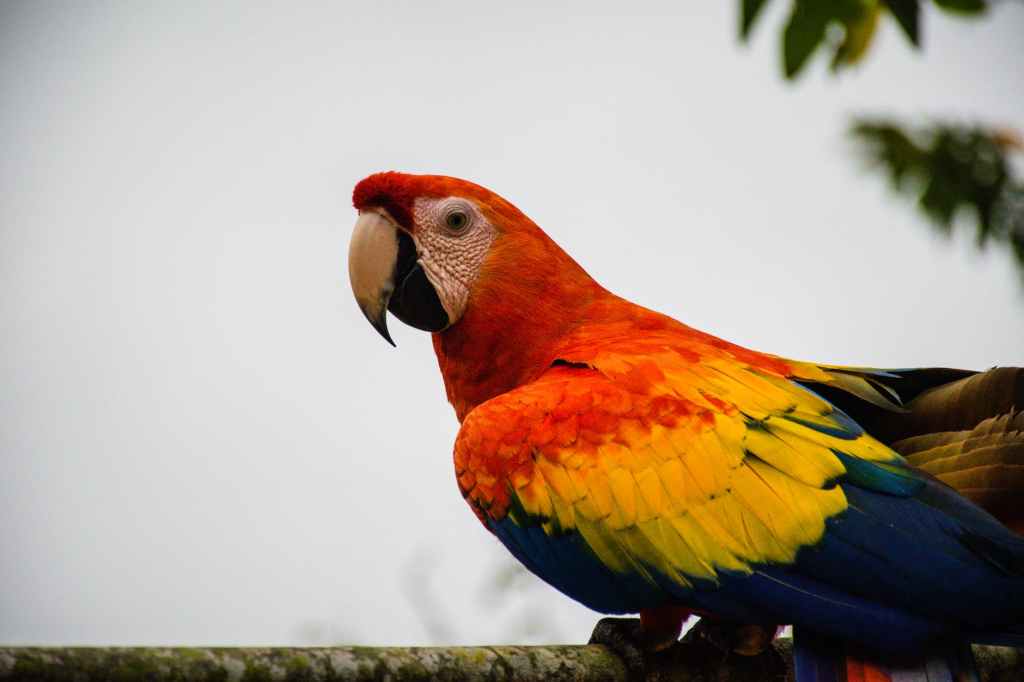 El avistamiento de aves y la biodiversidad de&nbsp;Colombia