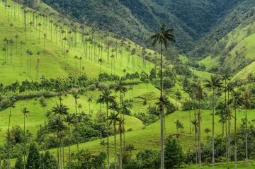 Valle del Cocora, imponente y&nbsp;único